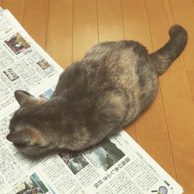 さて夕刊を読みますか(読まない)