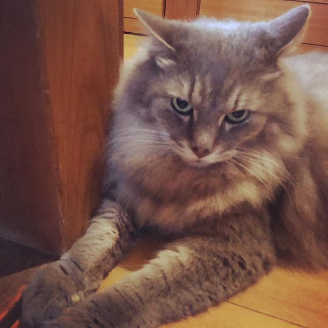 父曰く、あの猫は廊下の警備をしている、との事