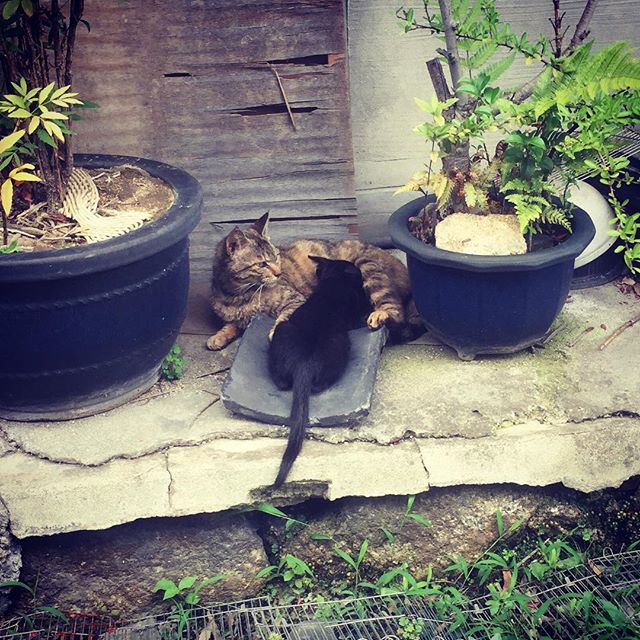 去年の今頃見た猫の親子