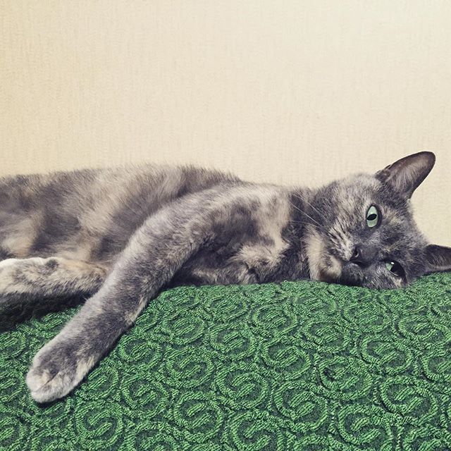 猫が溶け始めてます