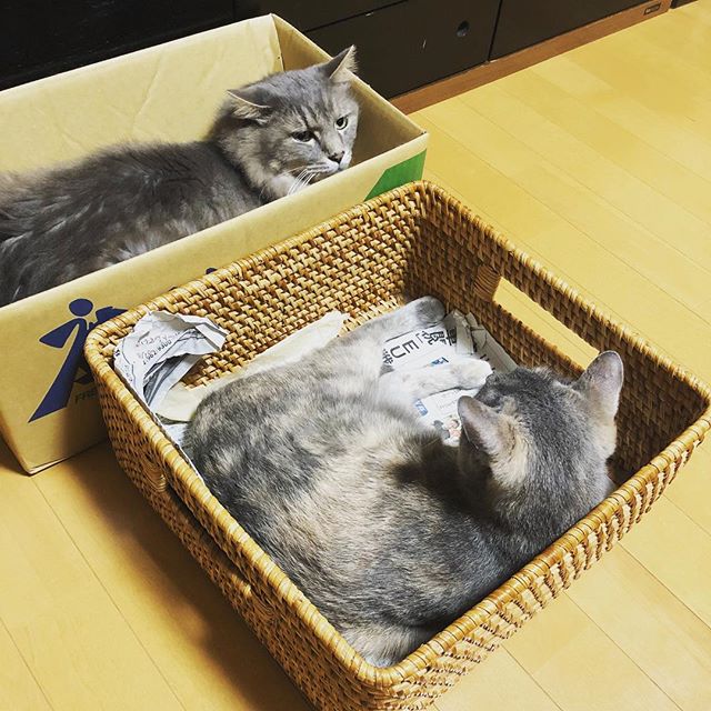 にらみ合う籠派と箱派