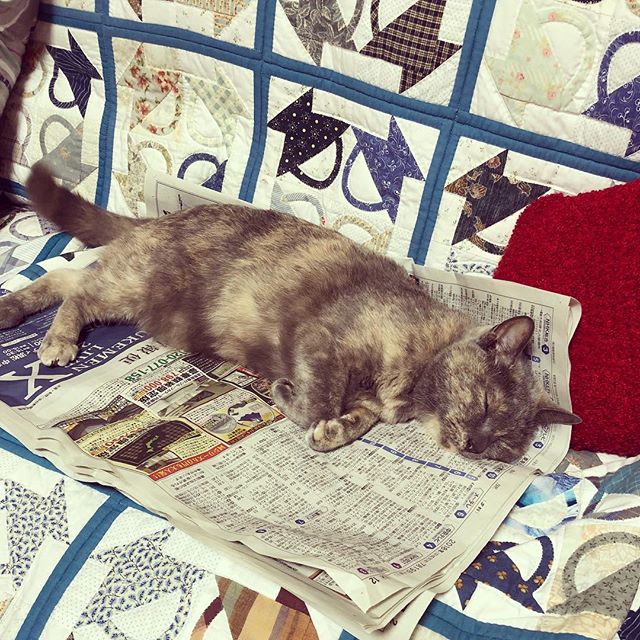 新聞の上で寝るの涼しい？