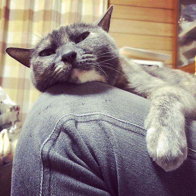 お母さんのジーパンで爪を研ぎました