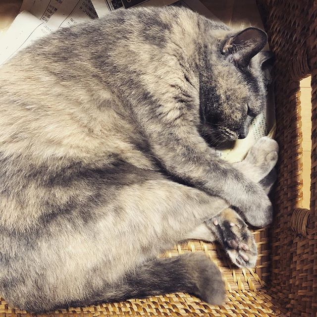 前足と後ろ足の重なり