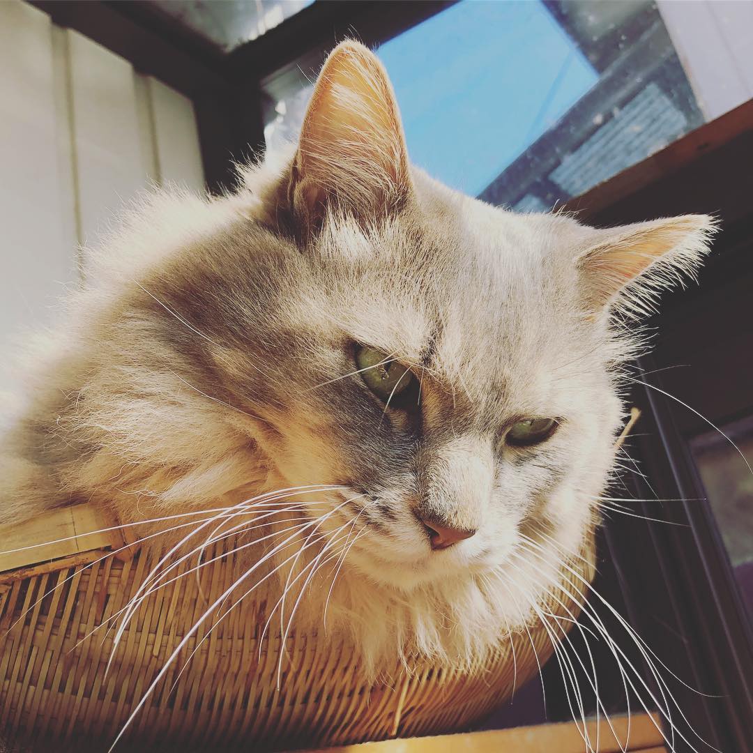 ひなたぼっこするネコ リン