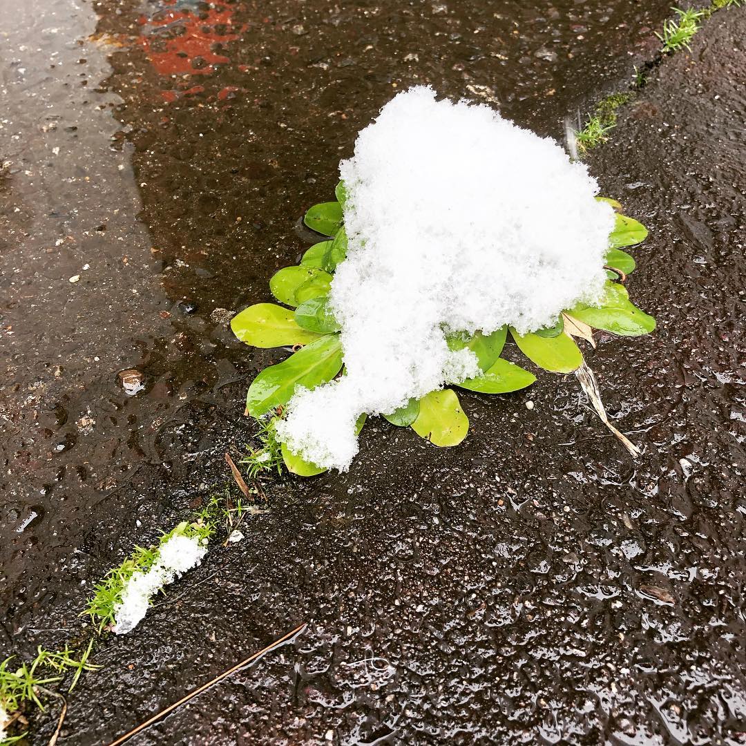 このくらい積もりました #雪 #瀬戸市