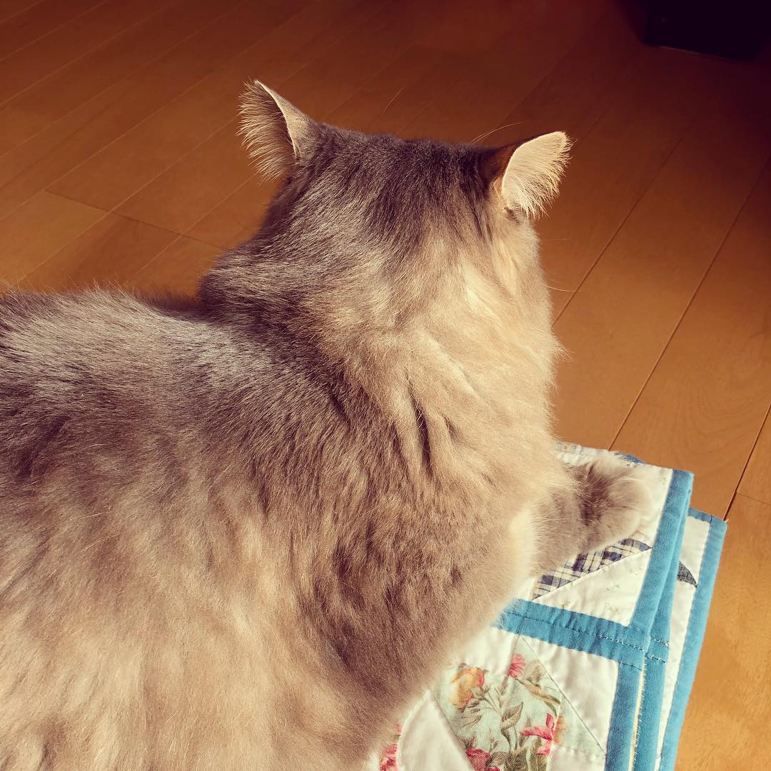 今日の後頭部