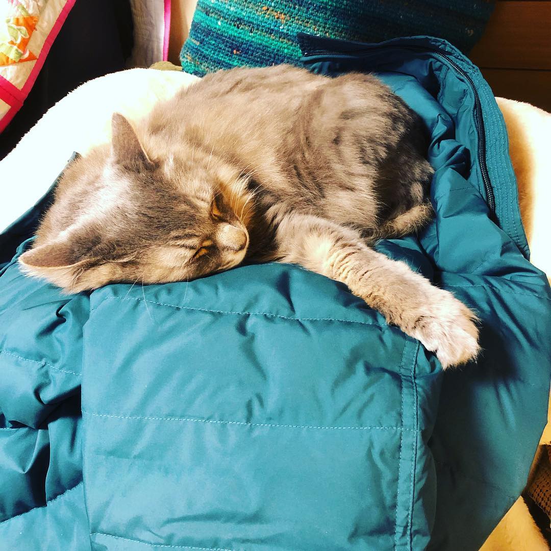 冬、油断するとダウンジャケットで猫が寝る