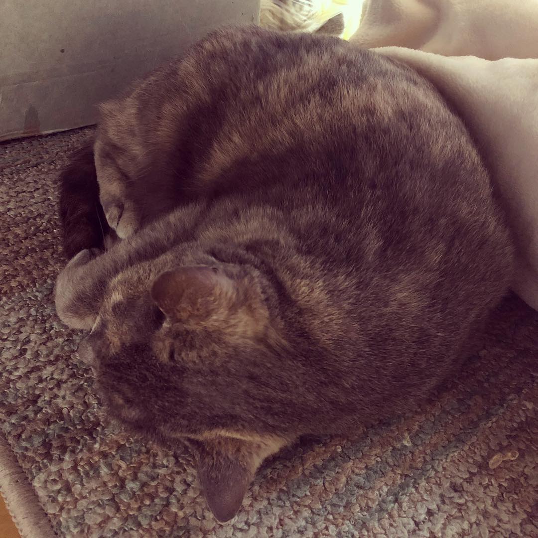 猫はホットカーペットの上で丸くなる