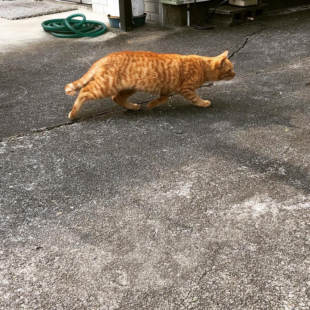 躍動感