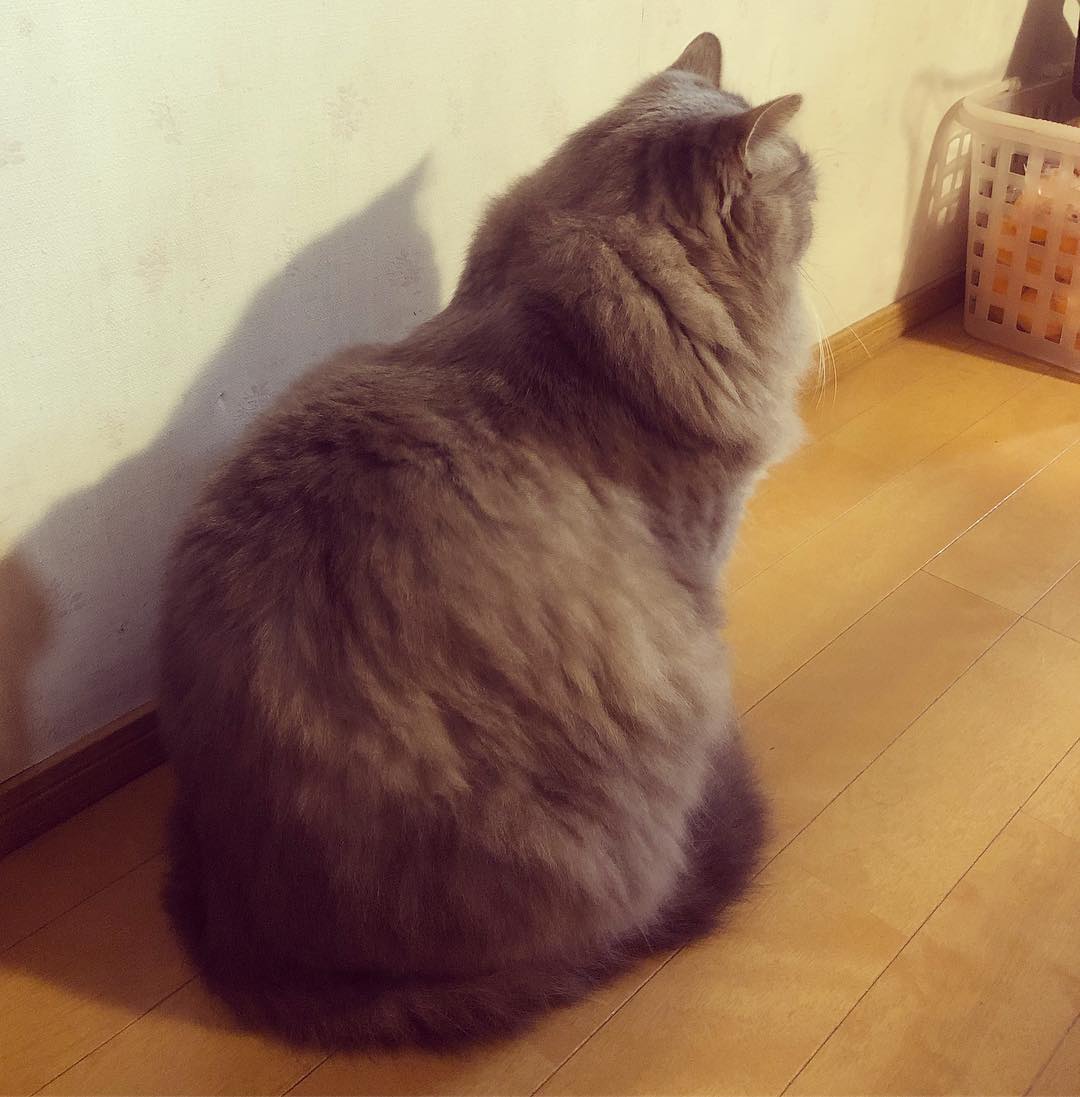 エサを待っている背中