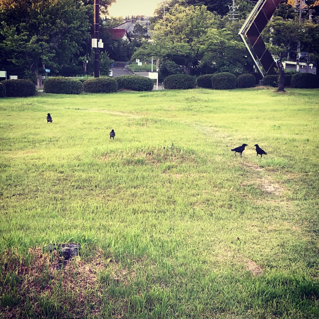 帰るカラス、見つめあうカラス