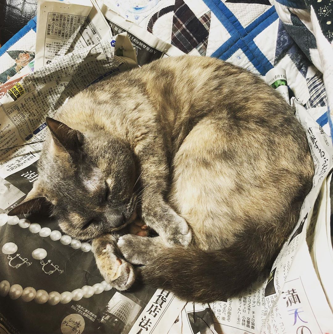 新聞紙で寝るマニア