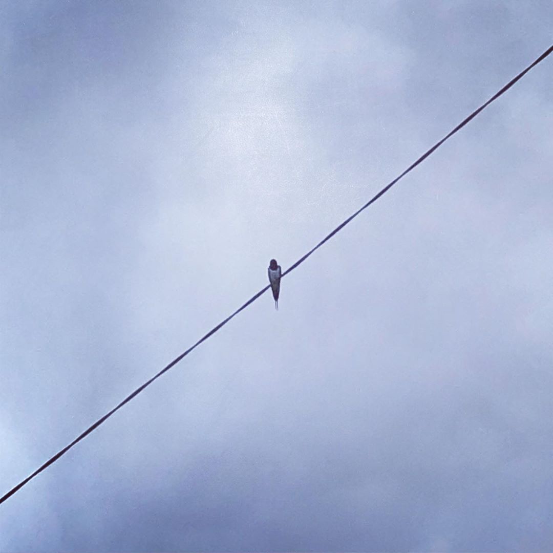 電線に鳥