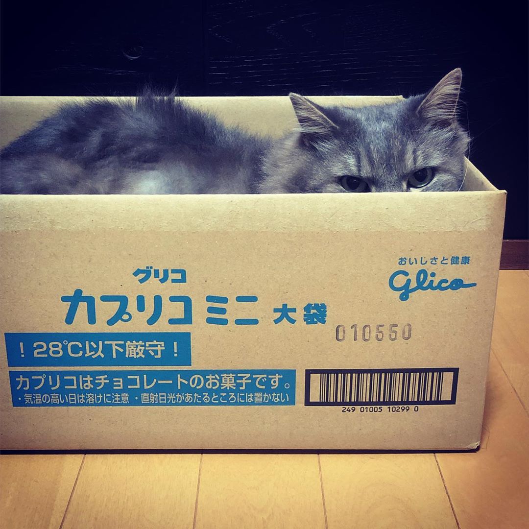 カプリコのダンボールの使用方法