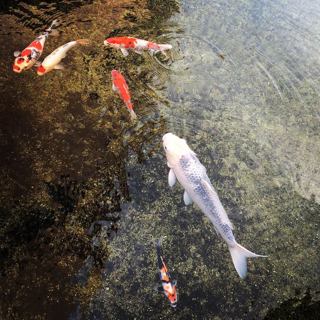 鯉