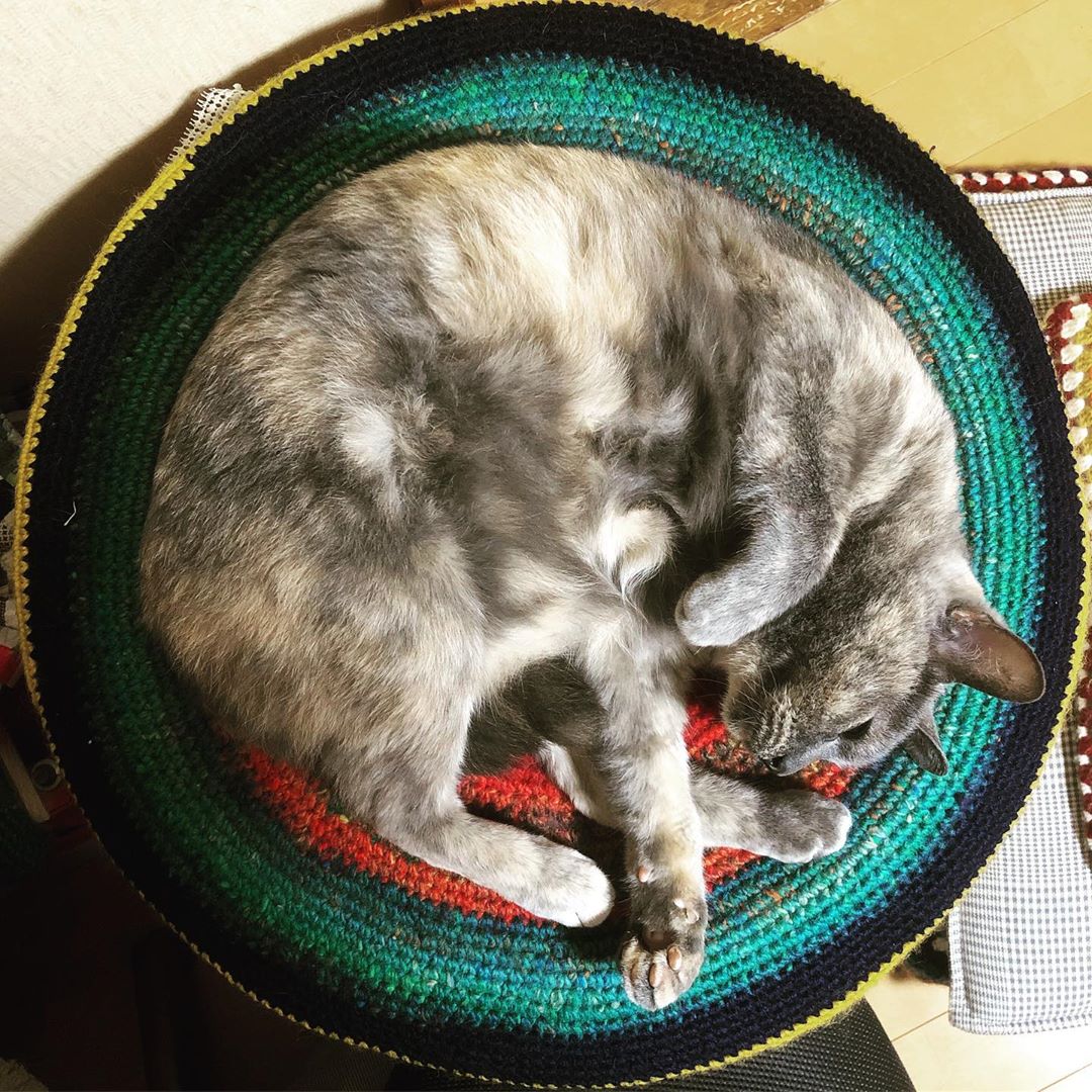 丸クッションで寝る #ねこ #cat #内接