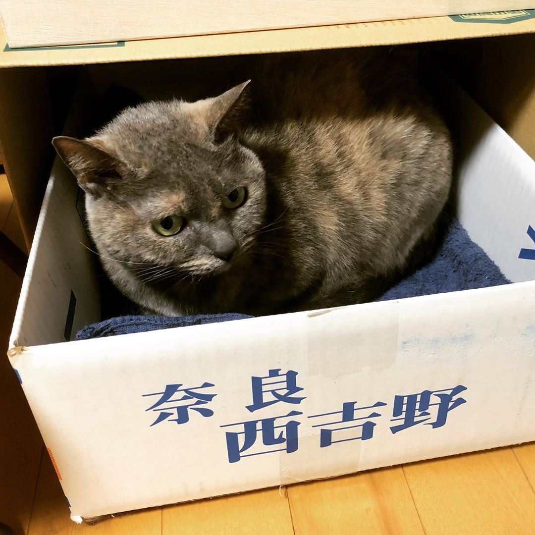 何が入ってた段ボールだろうね
