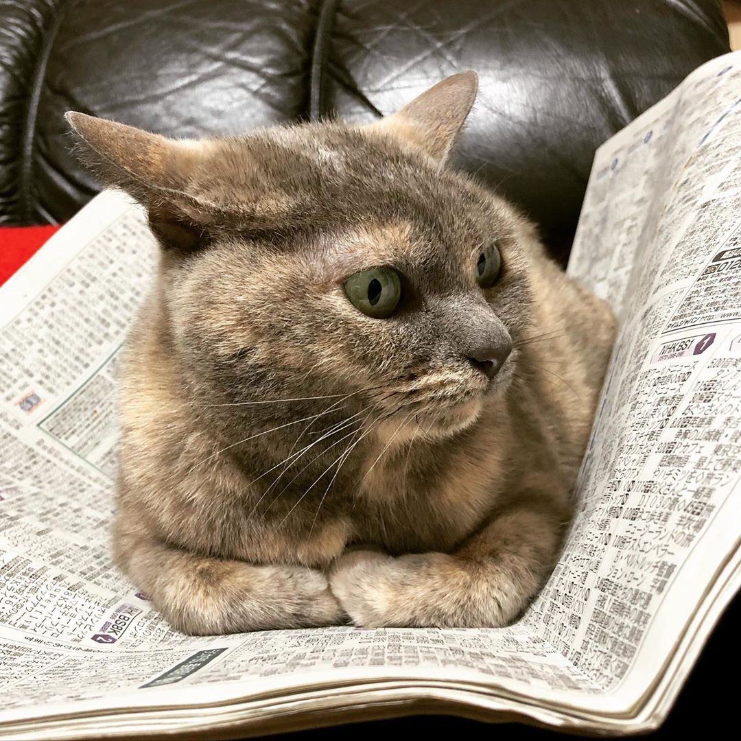 新聞を読んでいる