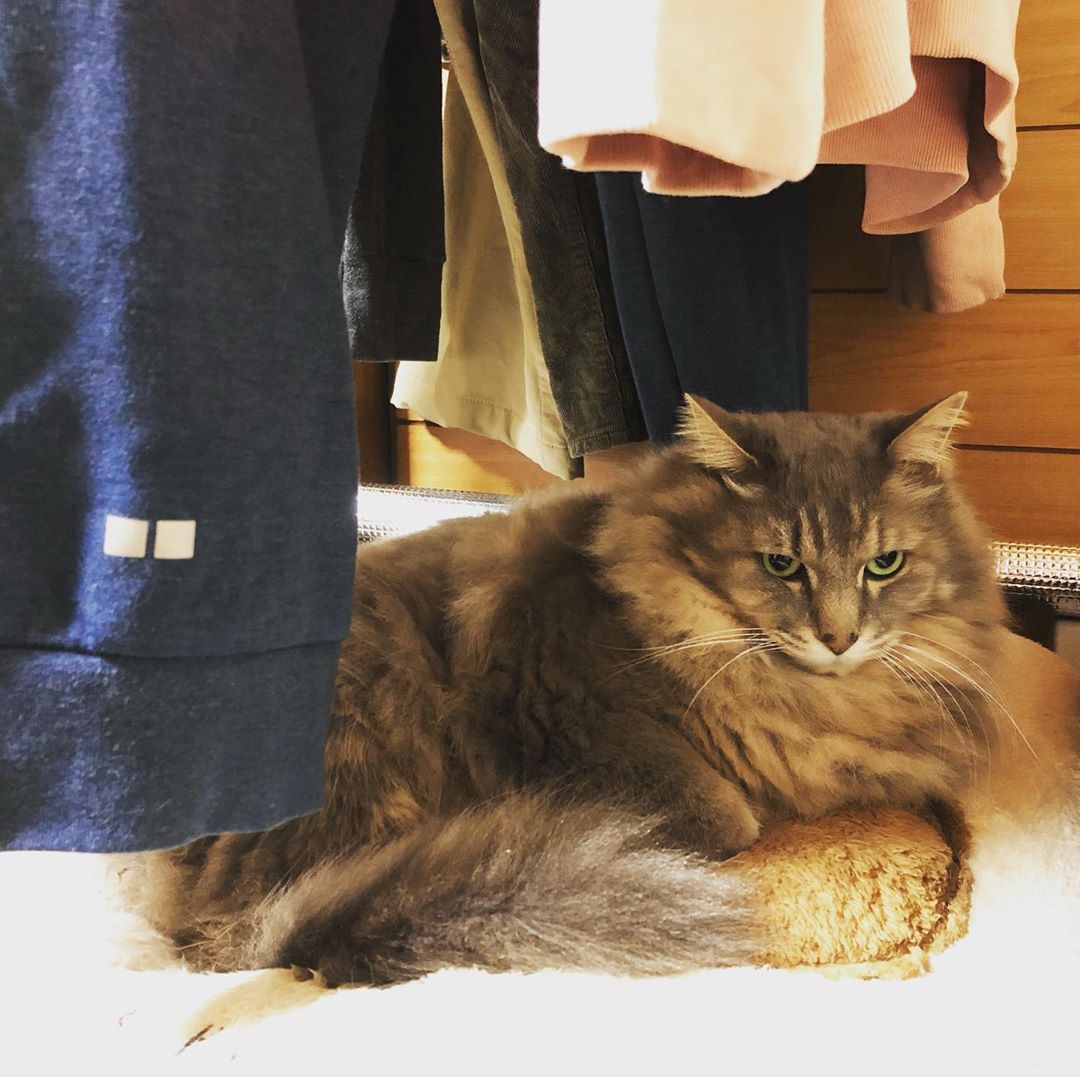 猫と部屋干し
