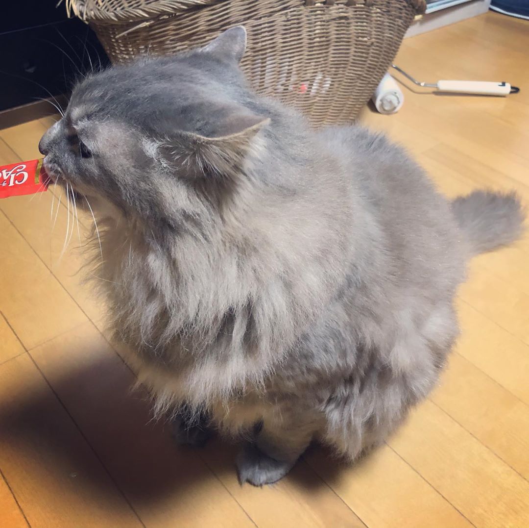 ちゅ〜る