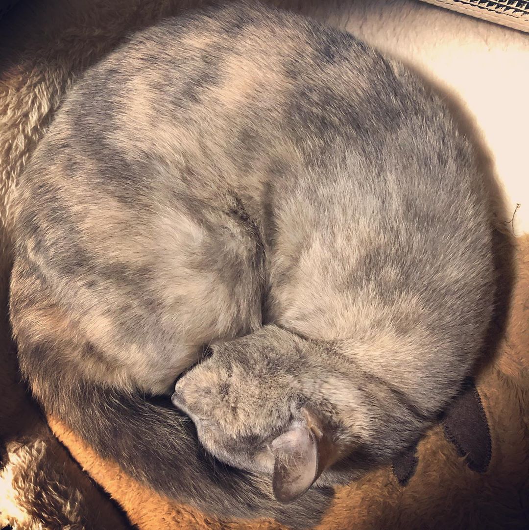 まるねこ