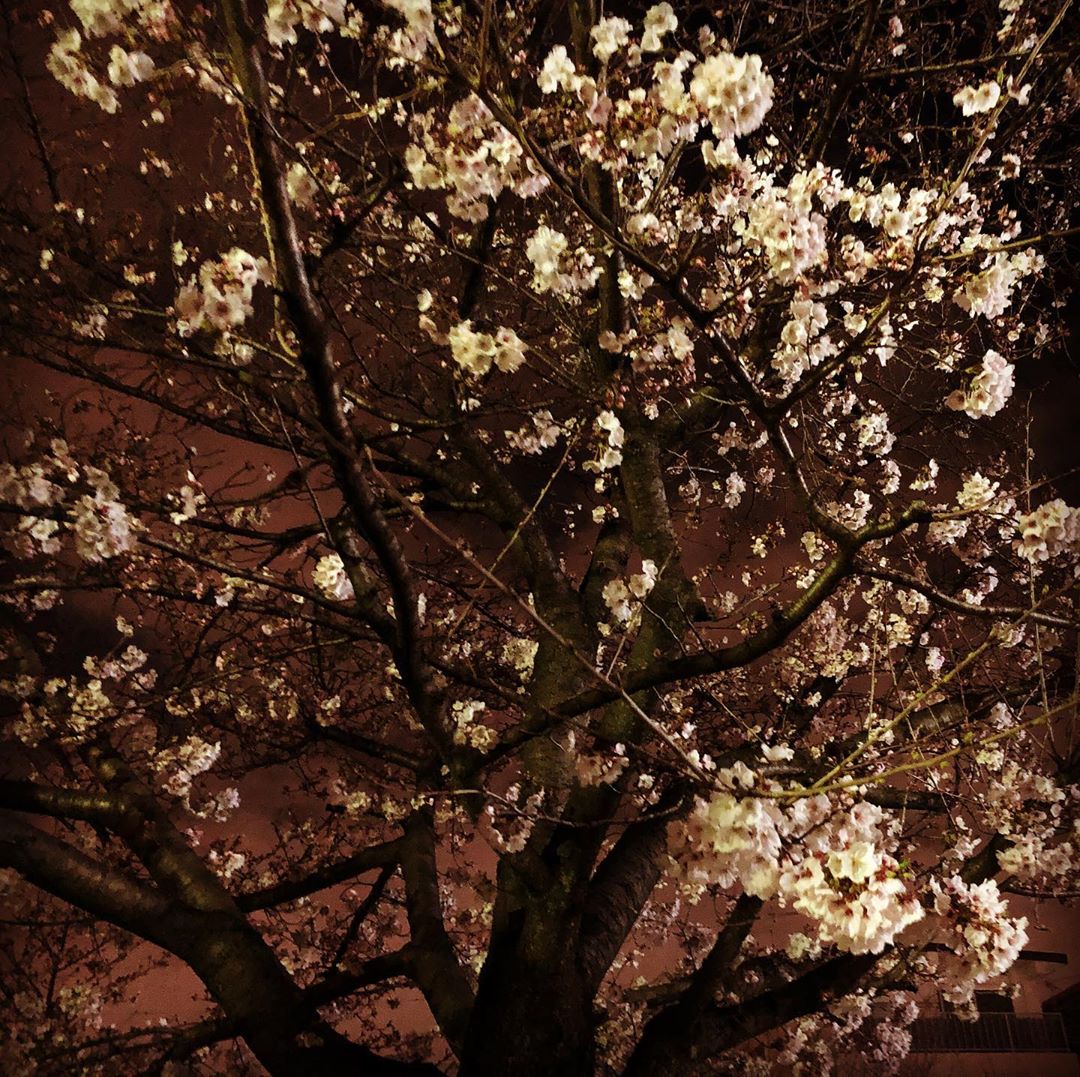 夜桜