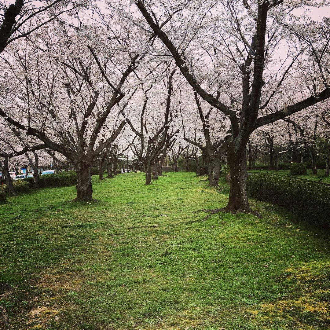 平和公園の桜