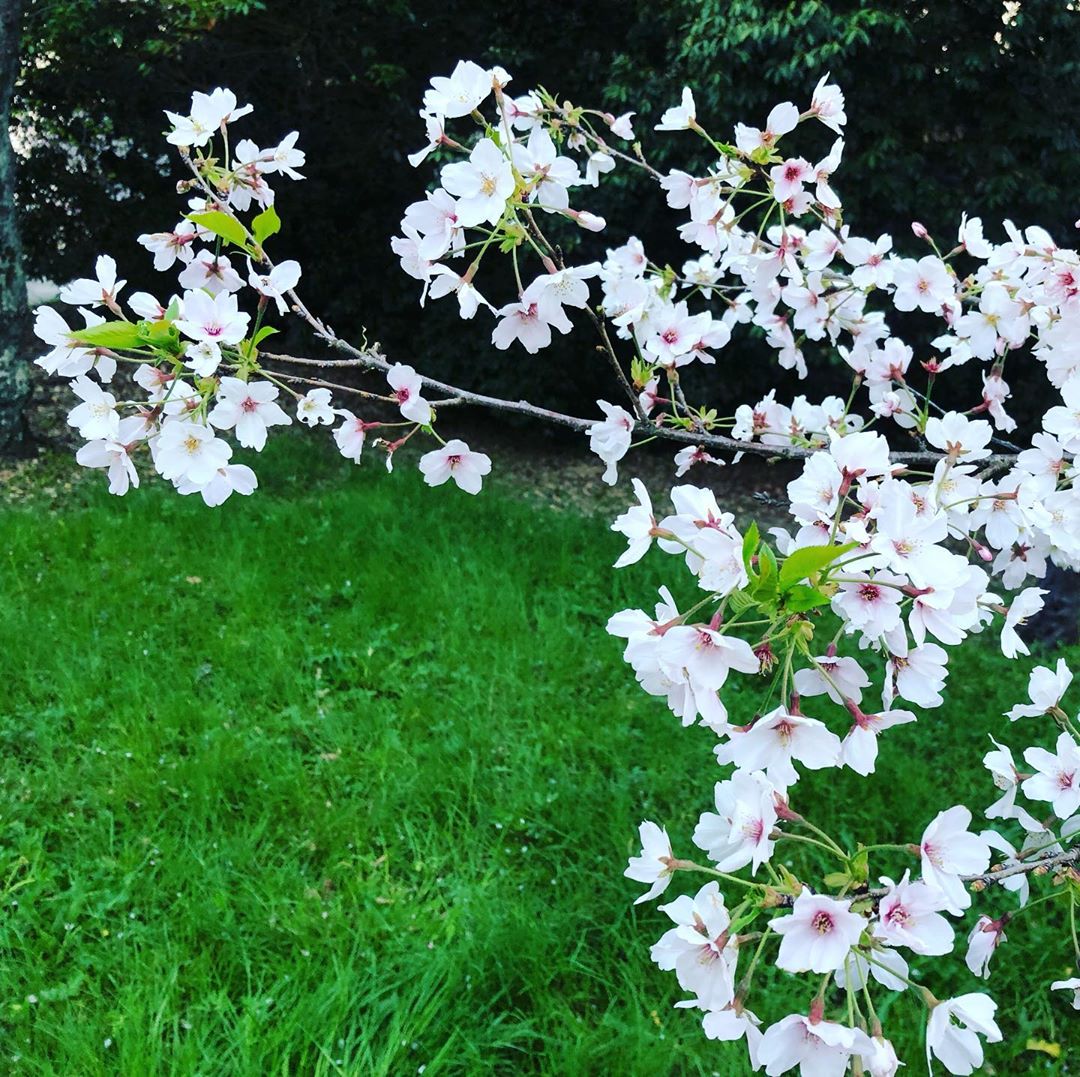 桜と芝生