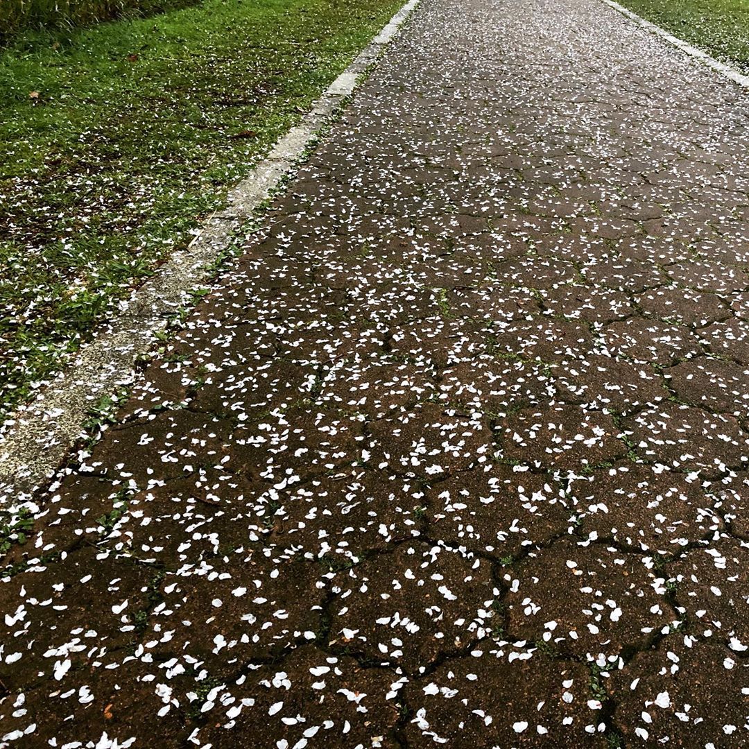 桜散る道、名古屋は雨