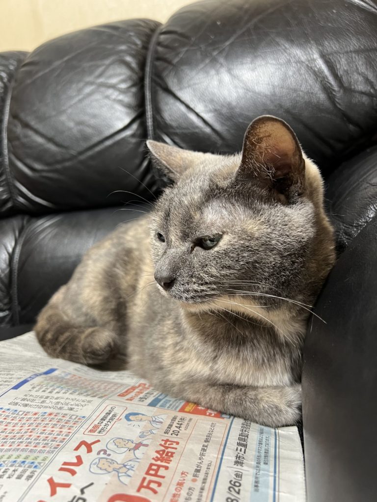 メス猫